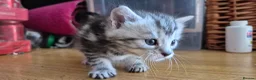 Mixed Breed cats for sale: Maine Coon Cross fluffy kittens - Advert 8
