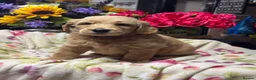 Goldendoodle dogs for sale: 11 gorgeous miniature Goldendoodle poodle  - Advert 6