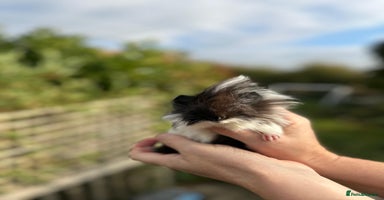 Guinea Pig rodents - Advert 13