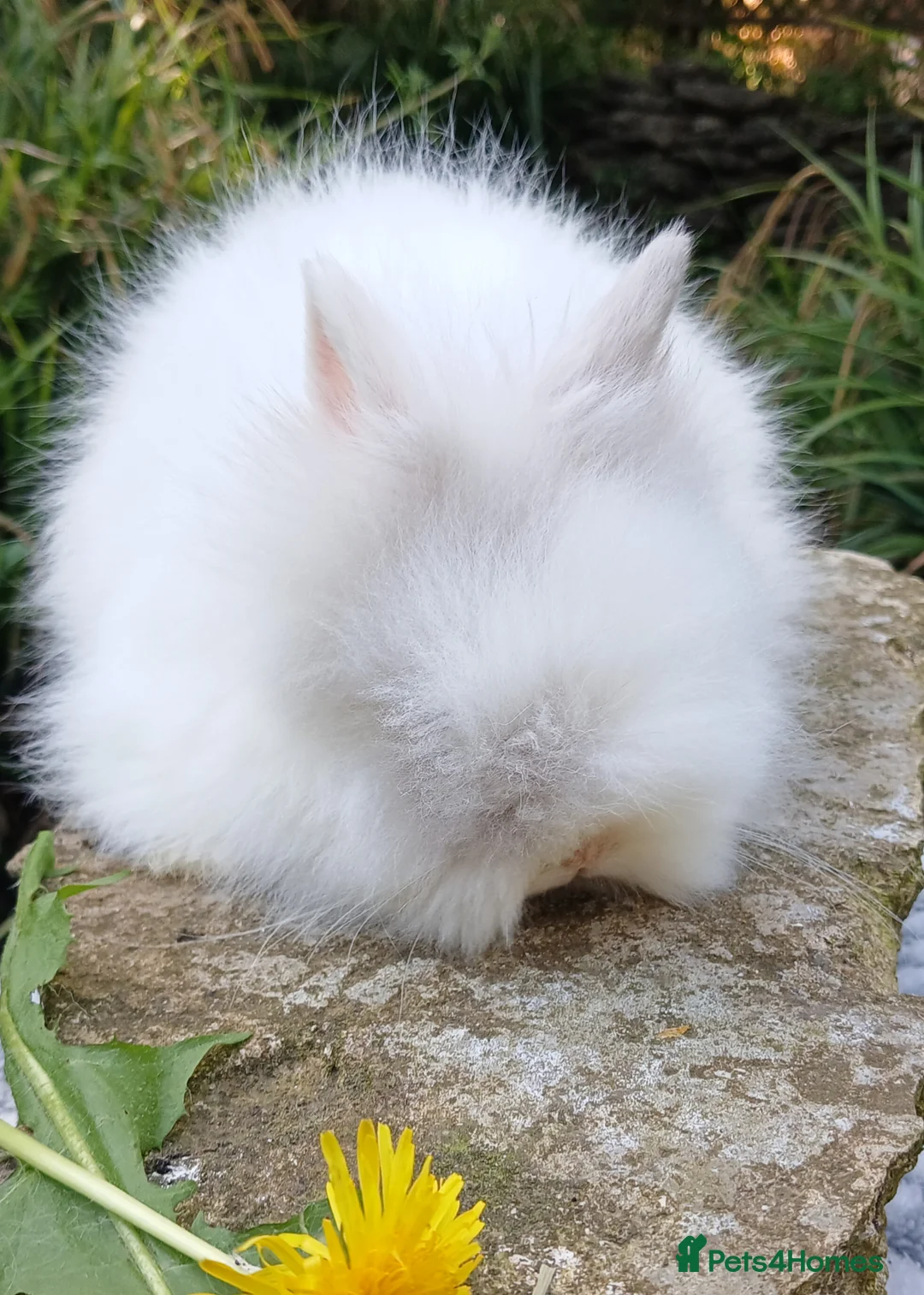 Lionhead rabbits for sale: Stunning DM lionhead baby rabbit - Advert 6
