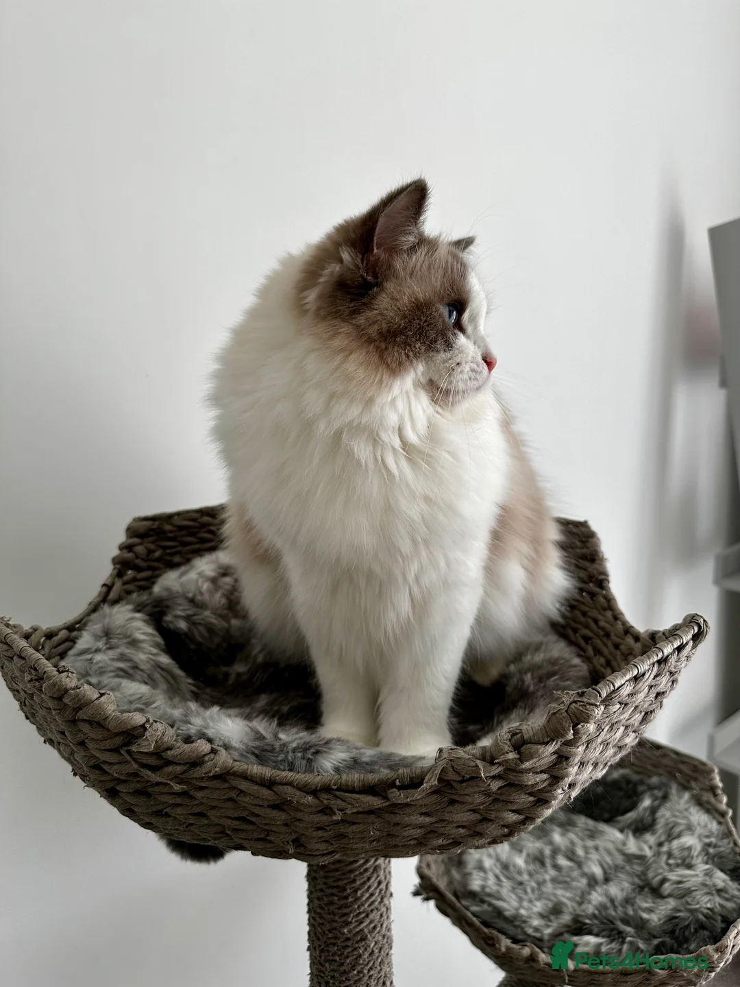 Ragdoll cats for sale:  🩷 Exquisite Active European Ragdoll 🇳🇱  - Advert 4