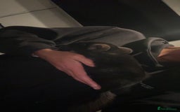 Chinchilla rodents for sale: 2 boys and cage 🩵 - Image 7