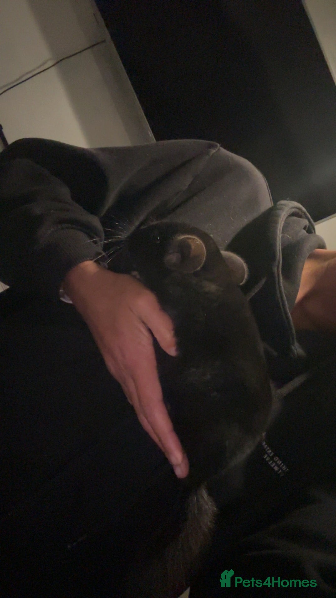 Chinchilla rodents for sale: 2 boys and cage 🩵 - Image 7