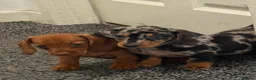 Dachshund dogs for sale: Daschound Babies in Loughborough - Advert 4