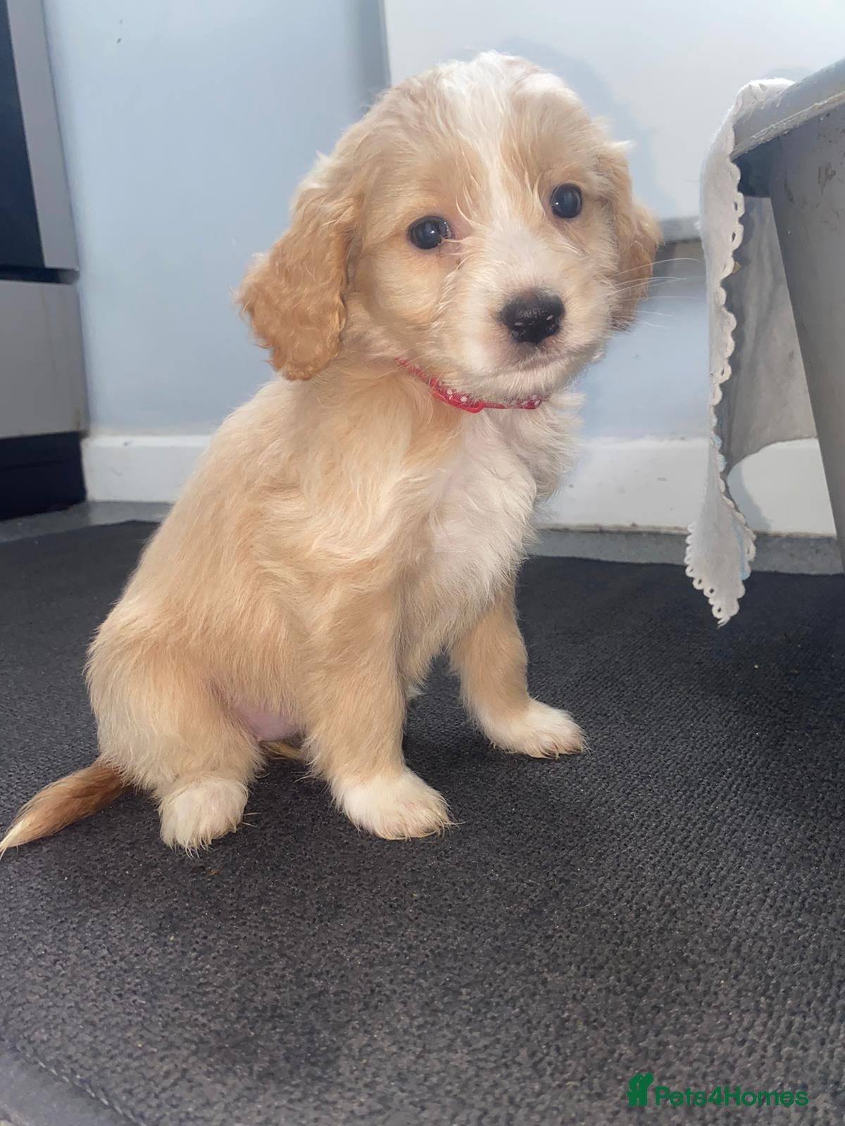 Cockapoo dogs Cockerpoo for sale  - Advert 2