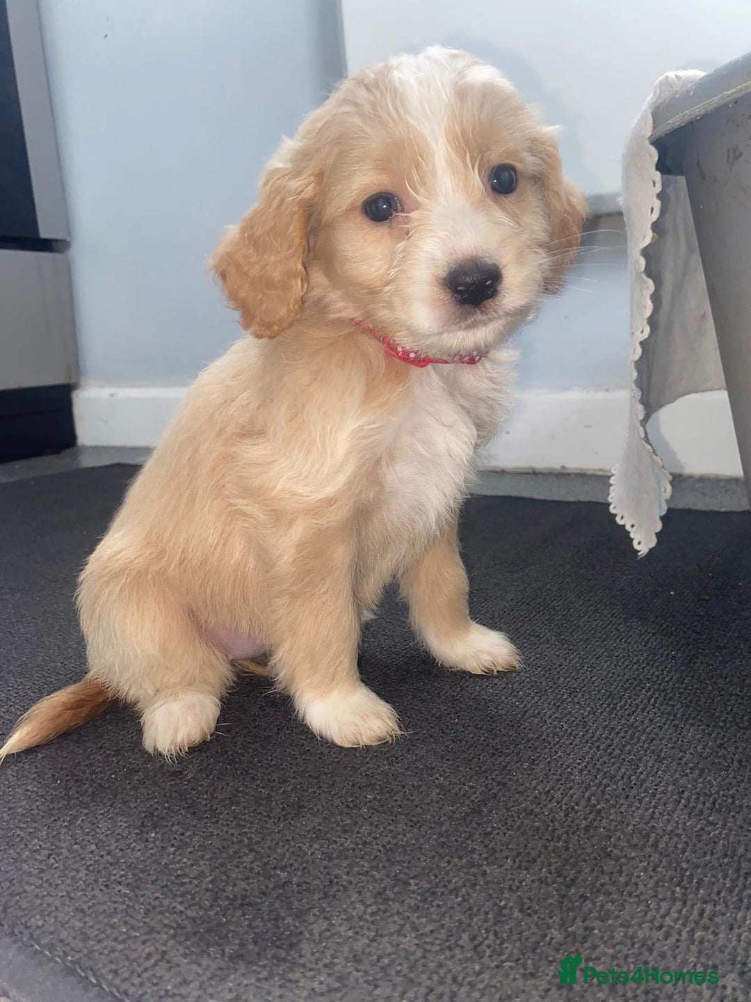 Cockapoo dogs for sale: Cockerpoo for sale  - Advert 1