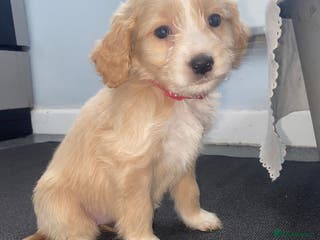 Cockapoo dogs Cockerpoo for sale - Advert 3