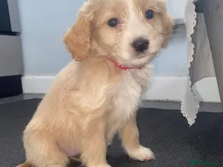 Cockapoo dogs Cockerpoo for sale - Advert 5