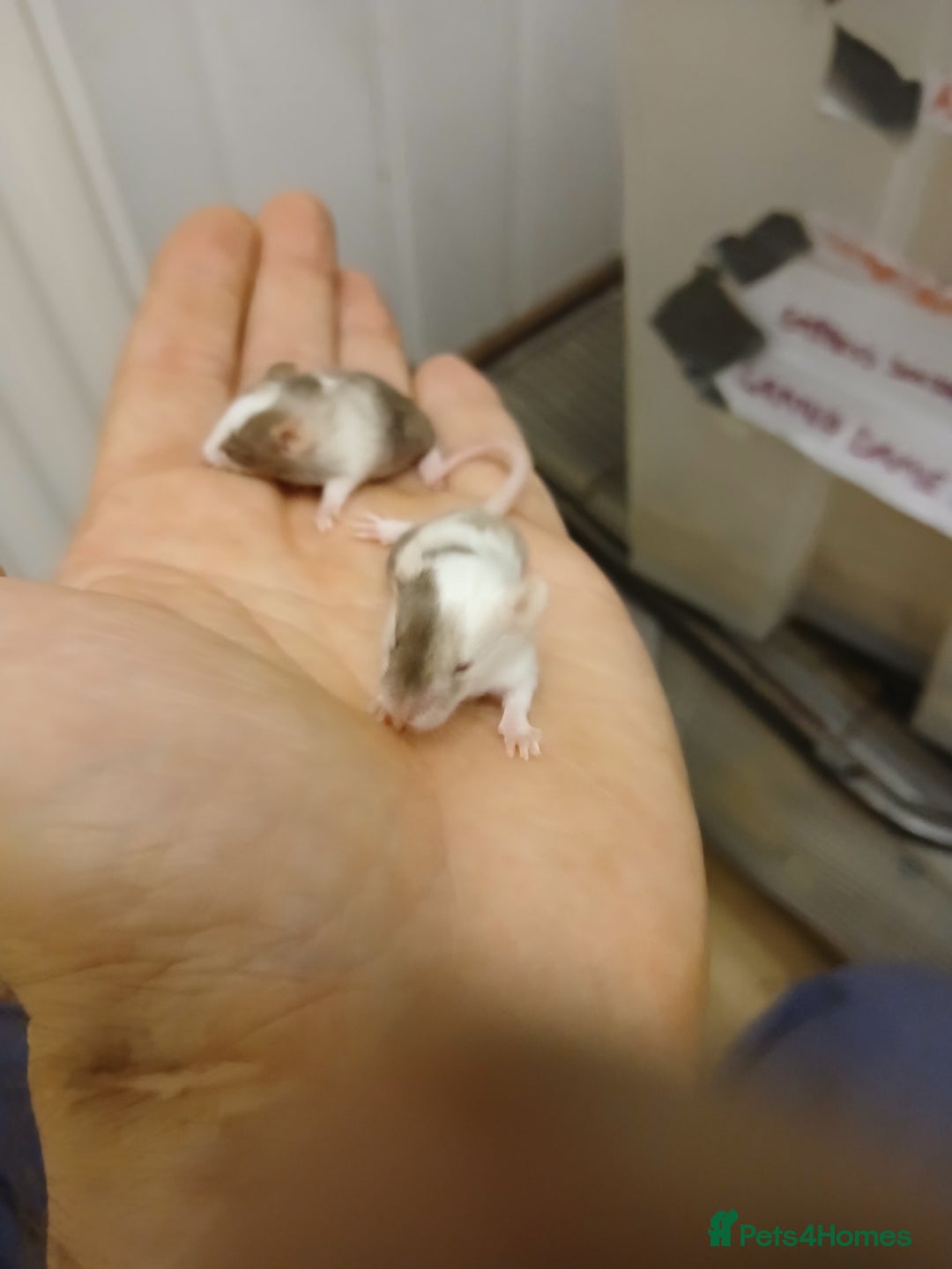 Mouse rodents for sale: <:3)~~~~ * baby pet fancy mice ! * <:3)~~~~ - Advert 6