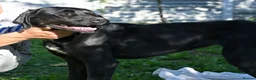 Pointer dogs for adoption: Donna – Beautiful English Pointer Cross - Advert 18