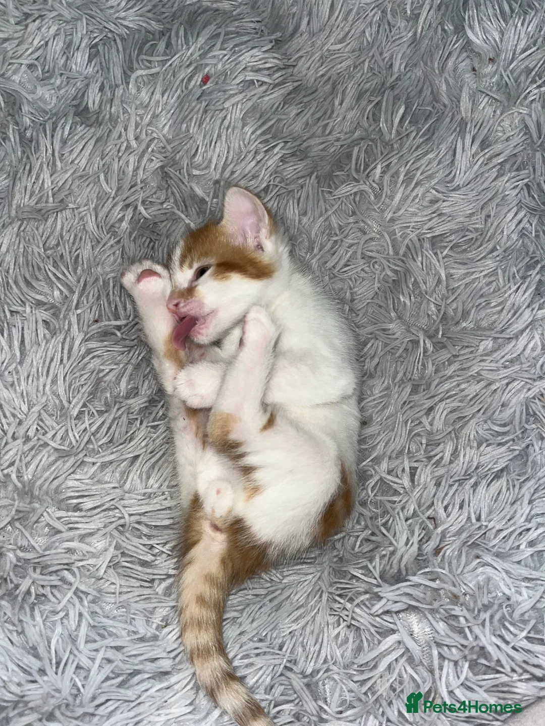 Mixed Breed cats for sale: Kittens for sale - Advert 5