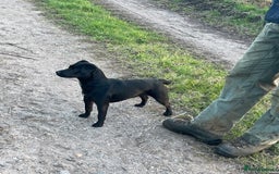 Patterdale Terrier dogs for sale: Patterdale puppies - Image 6