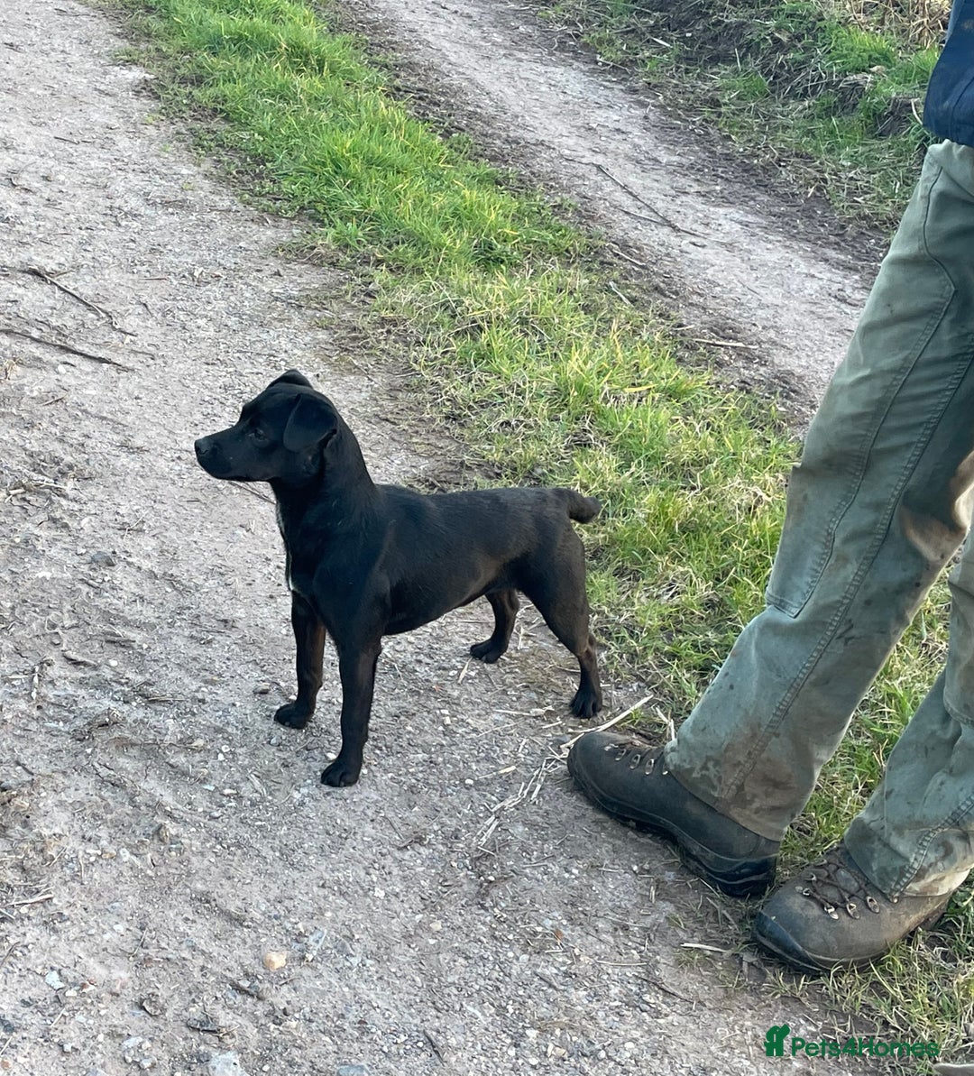 Patterdale Terrier dogs for sale: Patterdale puppies - Image 6