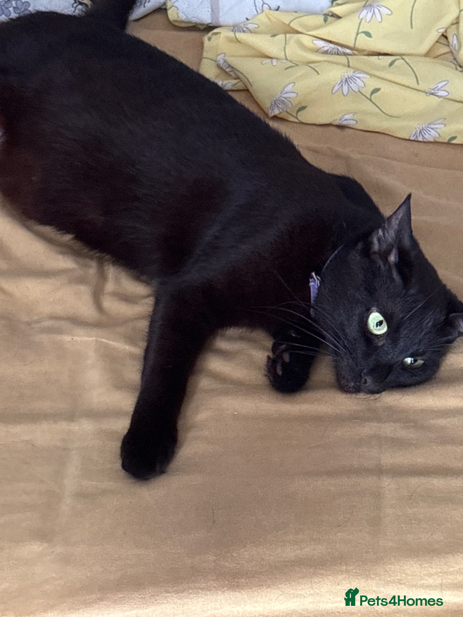 British Shorthair cats 3 lovey Black Boy kittens £50 ono - Advert 3