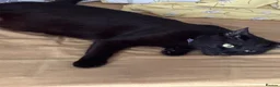 British Shorthair cats for sale: 3 lovey Black Boy kittens £50 ono - Advert 1