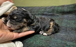 Bernedoodle dogs for sale: Bernedoodle F1B puppies - Image 19