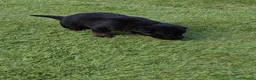 German Shepherd dogs for sale: Black & Red Show line German Shepherd in Bedford - Advert 5