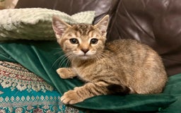 Bengal cats for sale: Bengal x Tabby Kittens  - Image 4