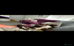 German Shepherd dogs for sale: URGENT home needed for my dogs - Image 7