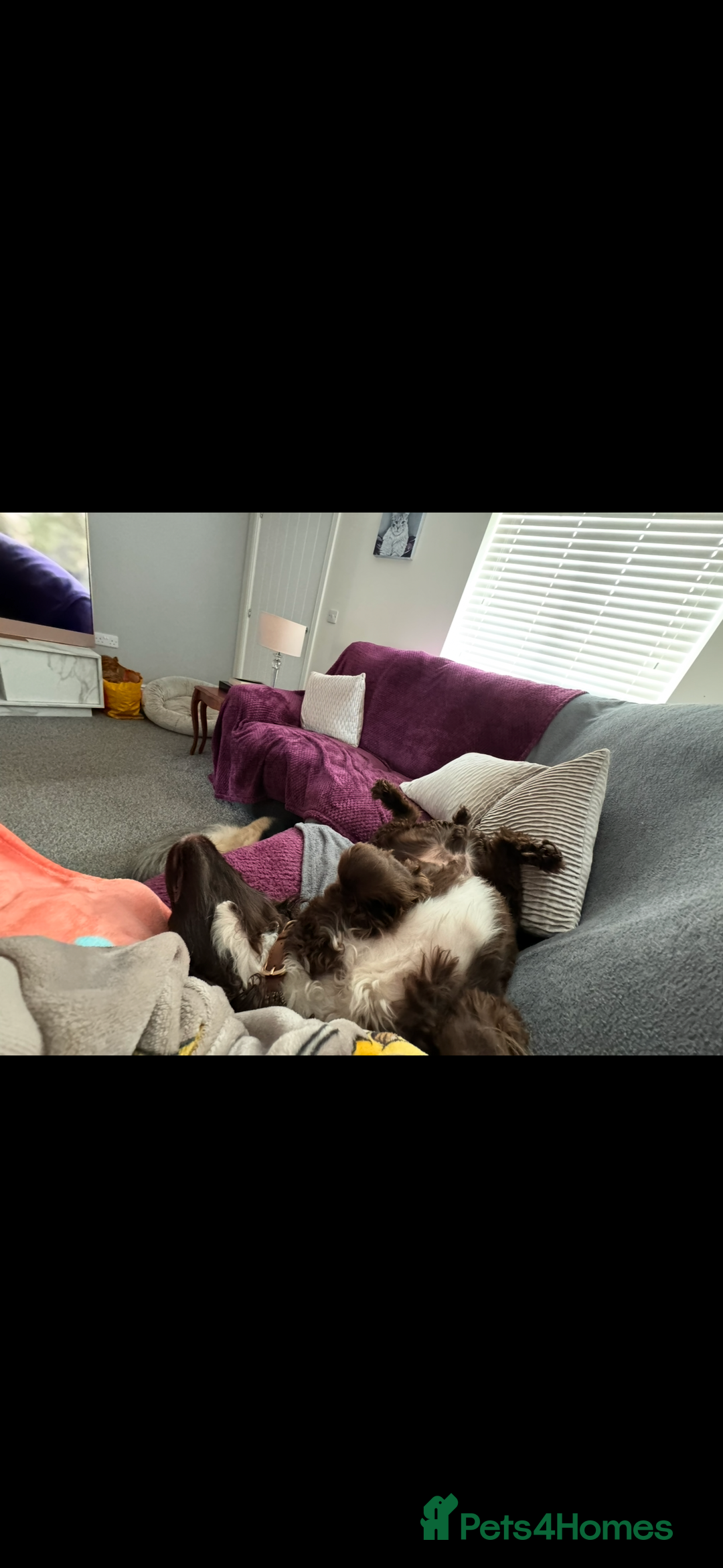 German Shepherd dogs for sale: URGENT home needed for my dogs - Image 7