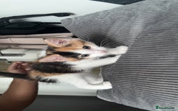Domestic Shorthair cats for sale: 3 kittens to go  - Image 3