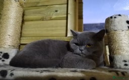 British Shorthair cats for sale: Gccf active registered blue BSH queen - Image 4