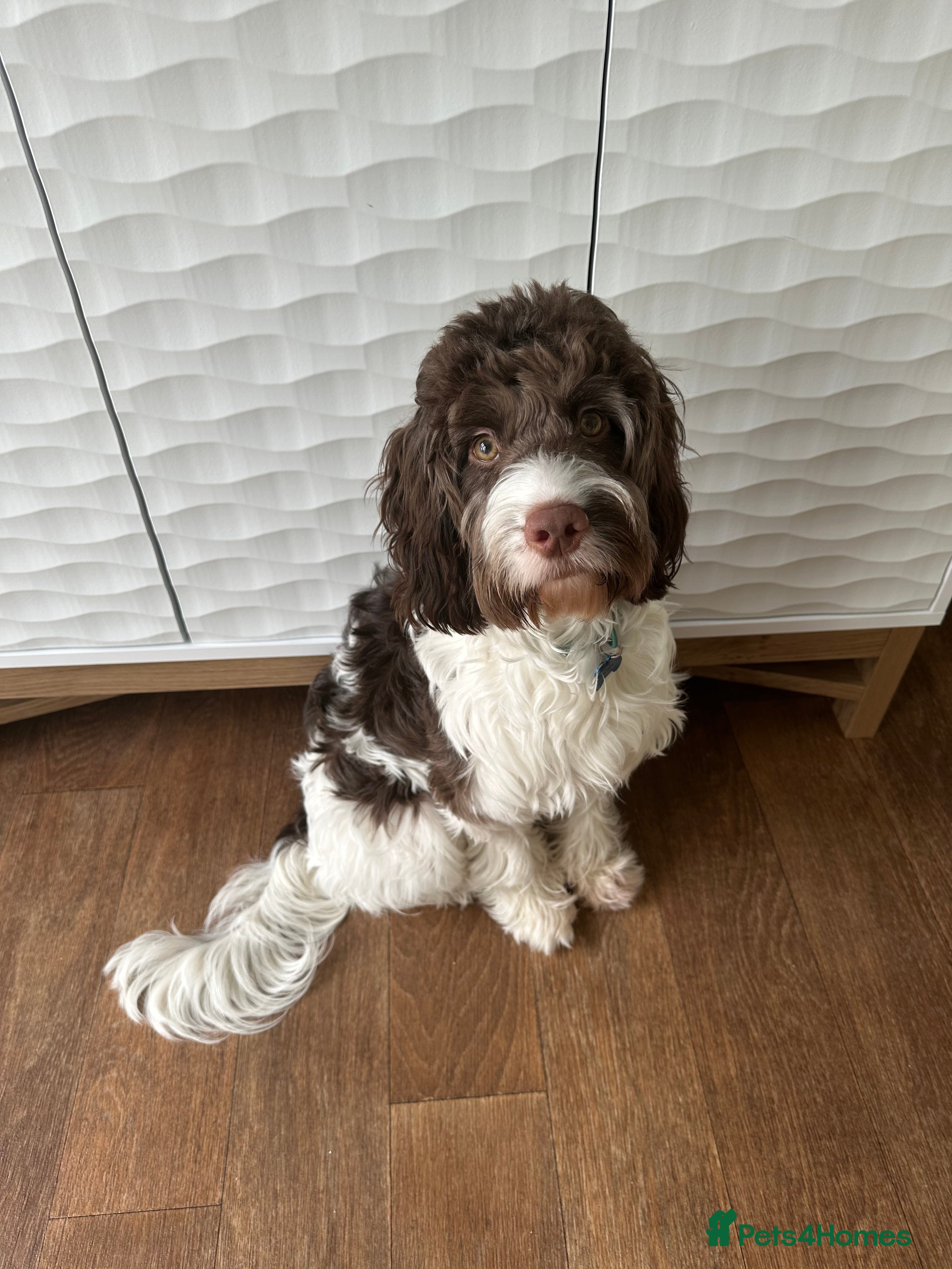 Mixed Breed dogs 9 month old Sprockerpoo - Advert 5