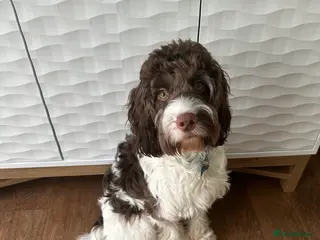 Mixed Breed dogs 9 month old Sprockerpoo - Advert 5