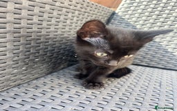 British Shorthair cats for sale: Fully black male kitten green eyes  - Image 3