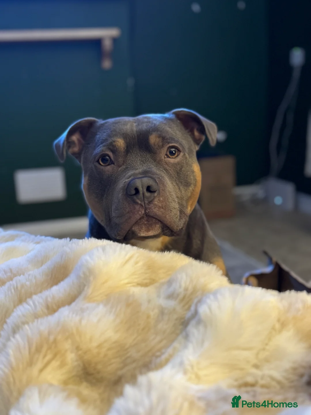 Staffordshire Bull Terrier dogs for stud: Bear the Tri-Colour Staffy - Advert 2