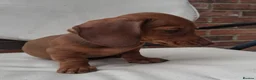 Miniature Dachshund dogs for sale: Miniature dachshund puppies  - Advert 5
