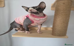 Sphynx cats for sale: 2 male sphynx cats - Image 15