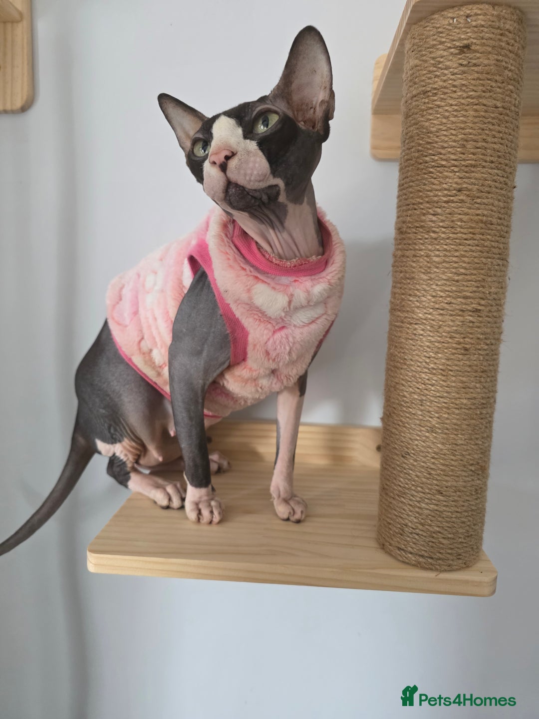 Sphynx cats for sale: 2 male sphynx cats - Image 15