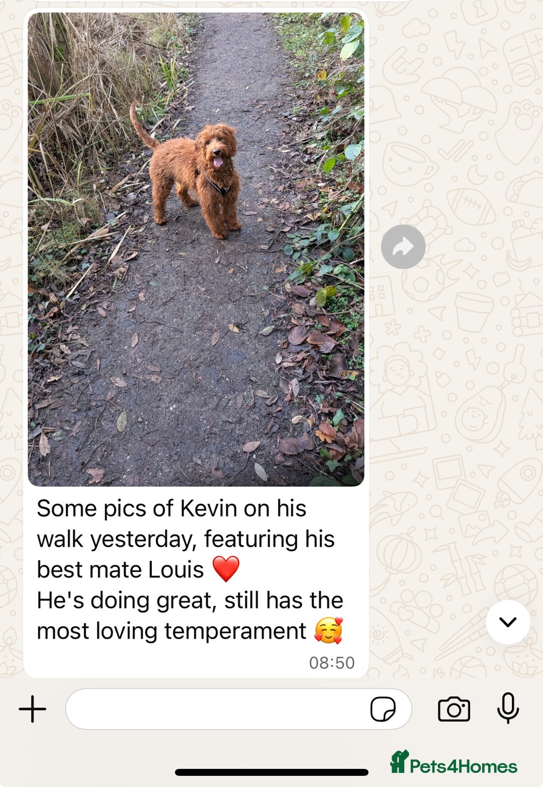 Goldendoodle dogs for sale: multigenerational Australian Red double doodles  - Advert 25