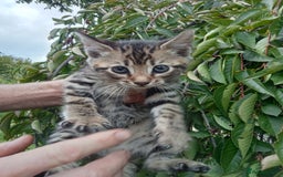 Mixed Breed cats for sale: 3/4 Bengal Kittens  - Image 11
