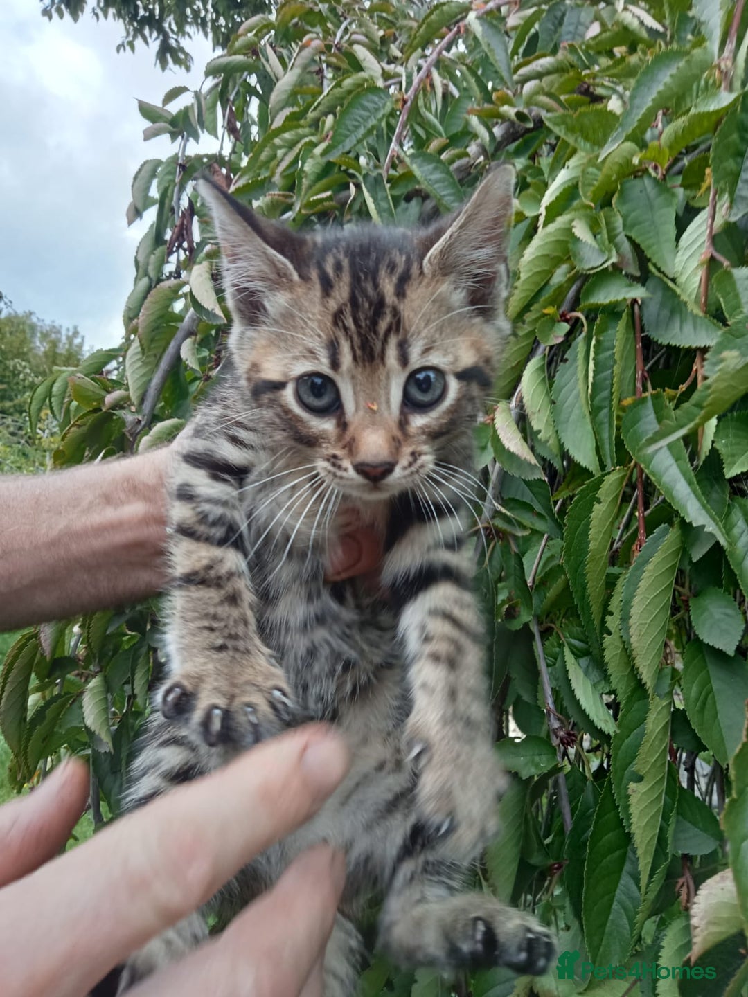 Mixed Breed cats for sale: 3/4 Bengal Kittens  - Image 11