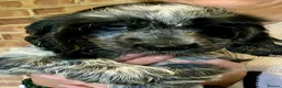 Cocker Spaniel dogs for sale: Blue roan cocker bitch puppy  - Advert 5