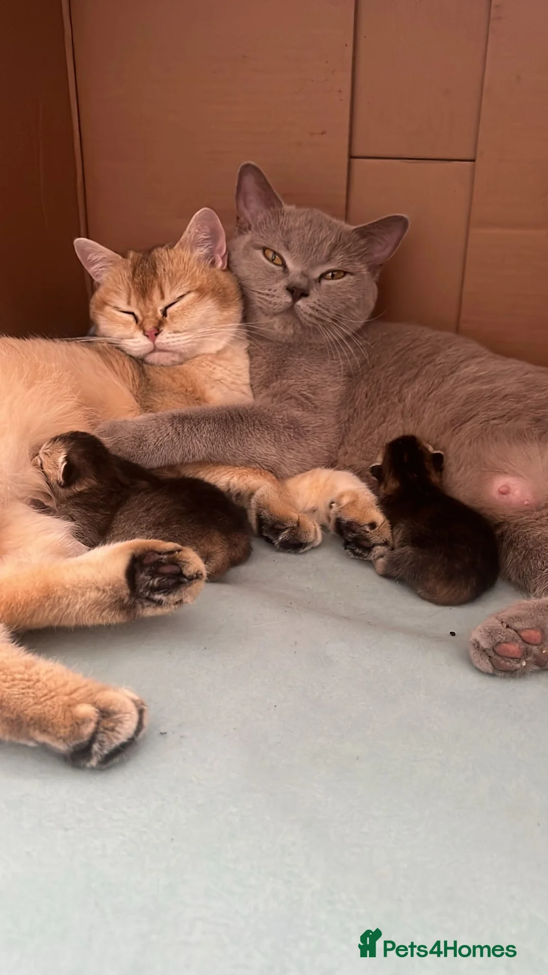 British Shorthair cats for sale: Golden tipped bsh  - Advert 4