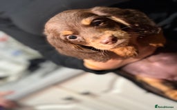 Miniature Dachshund dogs for sale: Longhair miniature Duchshund 🩵1boy 1girl left🩷 - Advert 11