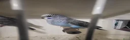 Budgerigars birds for sale: Bfbw budgie - Advert 4