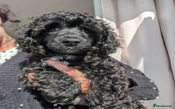 Miniature Poodle dogs for sale: Beautiful KC registered miniature poodles  - Image 12