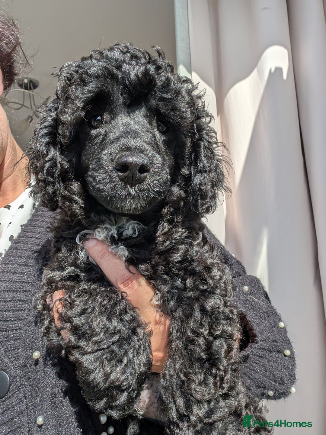 Miniature Poodle dogs for sale: Beautiful KC registered miniature poodles  - Image 12