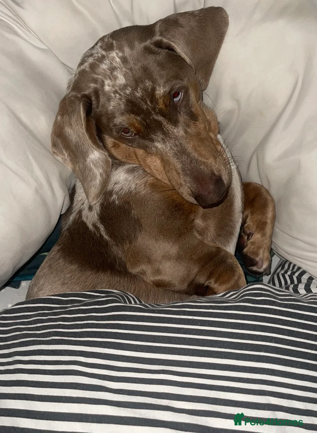 Dachshund dogs for sale: 9 month old dachshund  - Advert 4