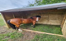 Other Breed horses for sale: 10.2 tony the pony - Image 4