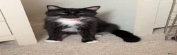 Domestic Shorthair cats for sale: Beautiful Bonded Kittens– Priced as Pairs Only 🐾  - Advert 1