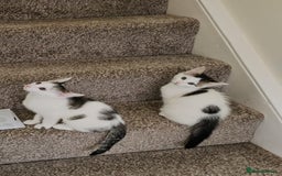 Mixed Breed cats for adoption: Gorgeous bonded pair of rescue kittens - Image 5