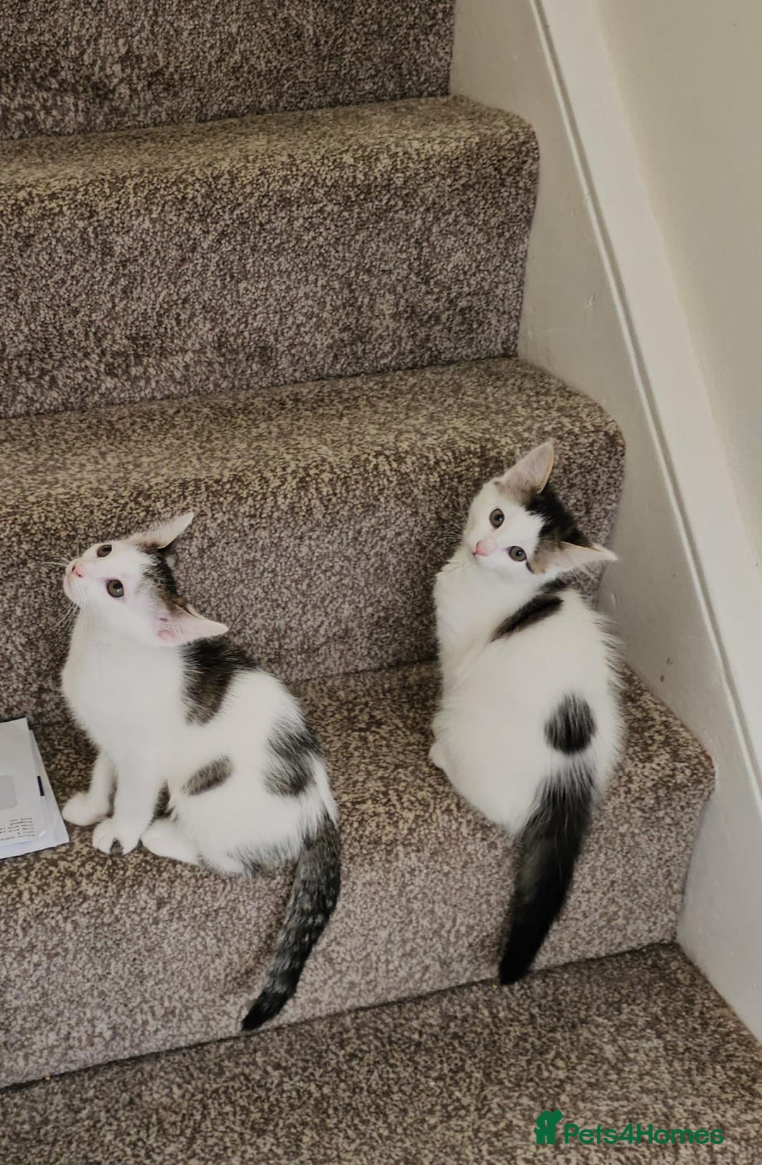 Mixed Breed cats for adoption: Gorgeous bonded pair of rescue kittens - Image 5