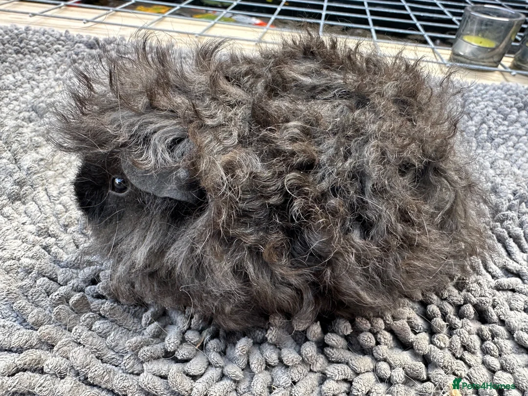 Guinea Pig rodents for sale: Baby Lunkarya  - Advert 4