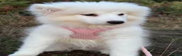 Samoyed dogs for sale: Exceptional Crufts-Line Samoyeds | Health Tested - Advert 4