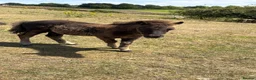 Shetland pony horses for sale: Standard Black Colt - Advert 5